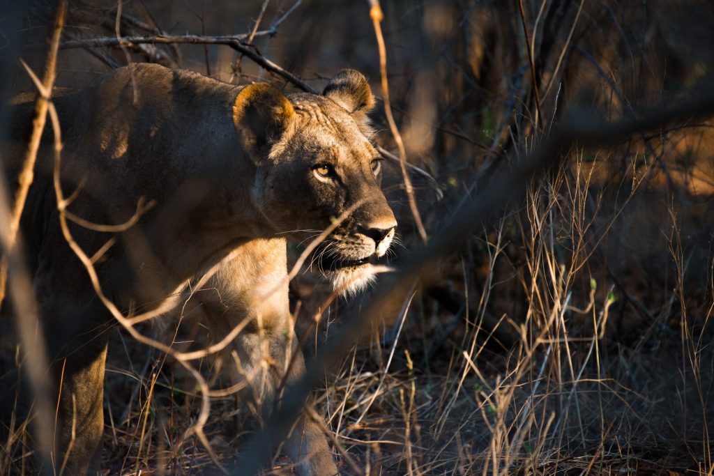 A lioness from the Mwamba One pride, which Martin Edström and his team followed for a month in Zambia to create a VR and 360 documentary.